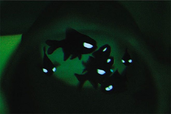 Ribe svjetiljka