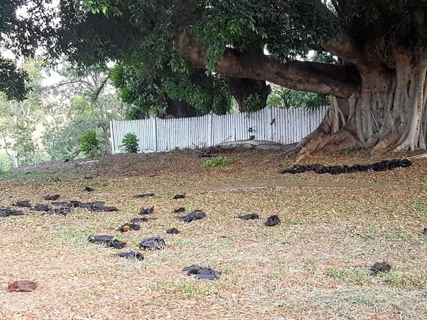 Više od 700 šišmiša uginulo u Australiji