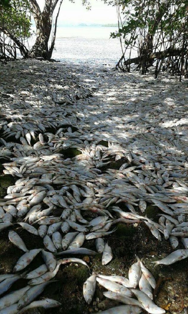Stotine tisuća mrtvih sardina pokrivaju plažu u zaljevu Nikoje, Kostarika