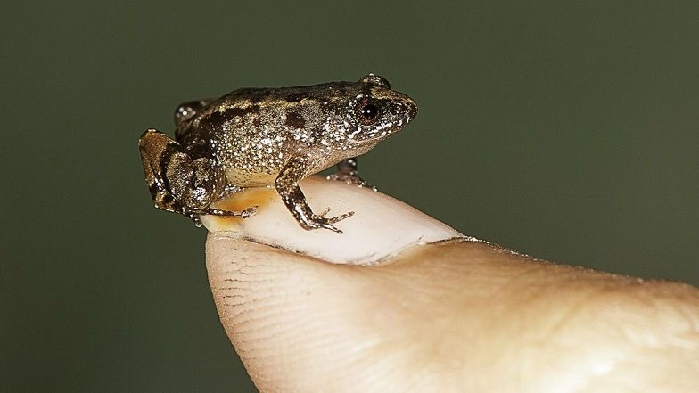 Na jugu Indije otkrivene male žabe veličine ljudskog nokta