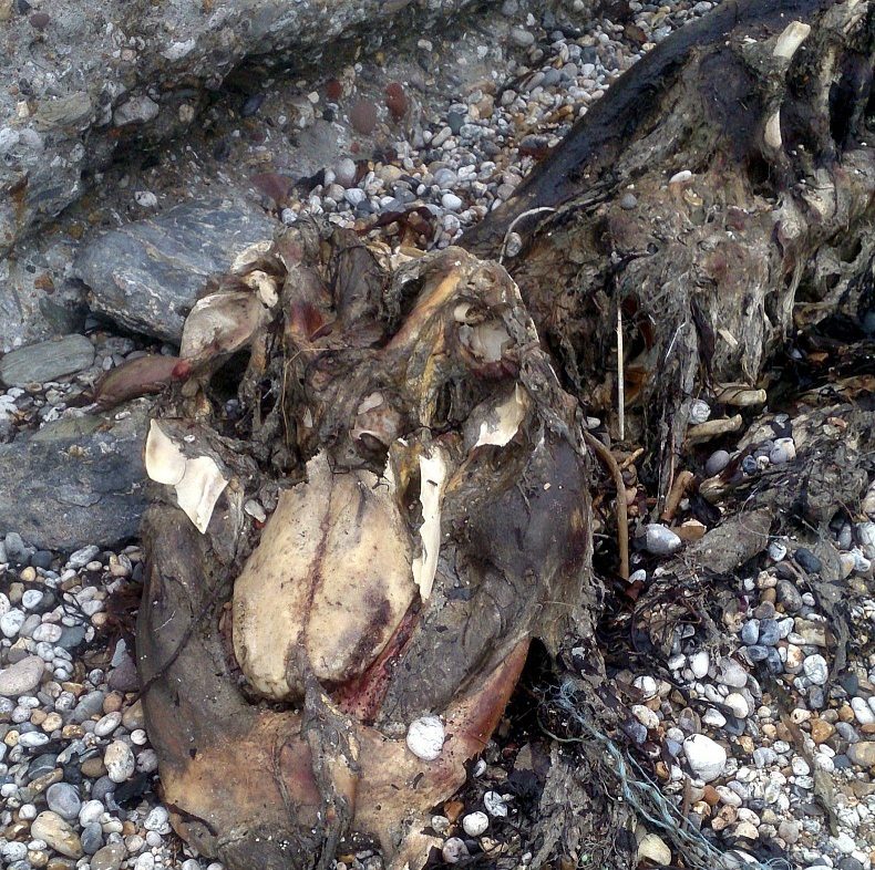 More je na britansku plažu izbacilo neobičnu životinju