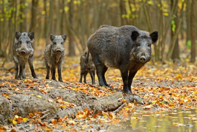 Radioaktivne divlje svinje pronađene u češkim šumama, 31 godinu nakon černobilske katastrofe