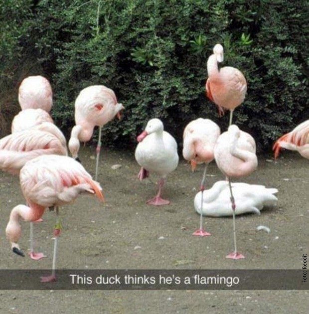 flamingo duck