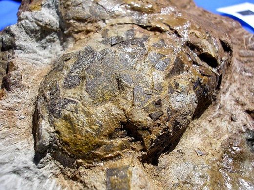 U Portugalu otkrivena jaja krokodila stara 152 miliona godina
