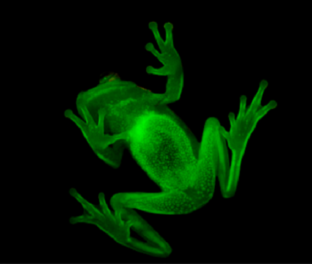 Otkrivena prva fluorescentna žaba na svijetu
