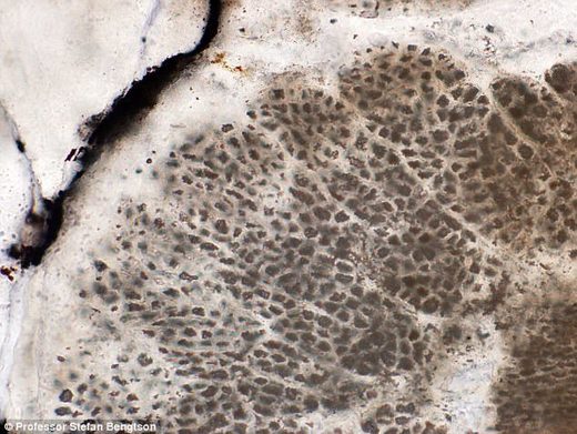 Fosili od prije 1,6 milijardi godina mogu biti najstarije biljke na svijetu