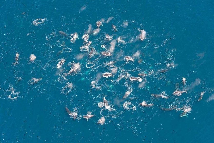 Tajanstvene velike grupe grbavih kitova zbunile znanstvenike