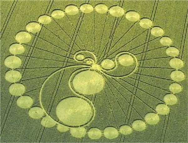 Kako i zašto nastaju krugovi u žitu?