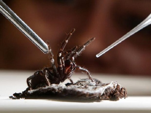 Otrov australijskog pauka može spriječiti oštećenje mozga od moždanog udara