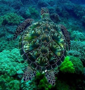 Hawksbill sea turtle