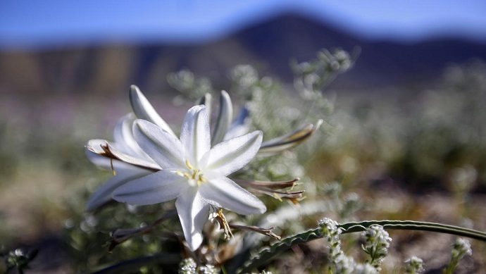 Teške kalifornijske kiše uzrokovale super-cvjetanje u pustinjskoj dolini 
