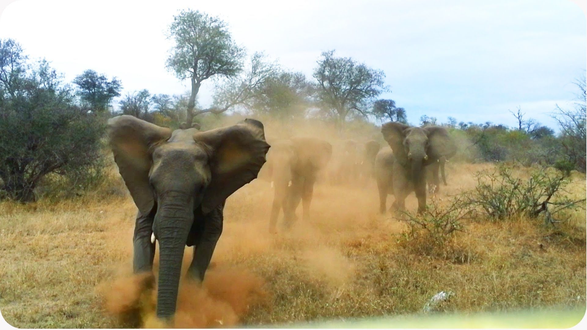 1 južnoafrički radnik poginuo u napadu krda slonova u prirodnom rezervatu