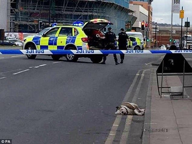 Engleska: Policija pucala u pitbulove nakon što su psi napali bračni par i djecu