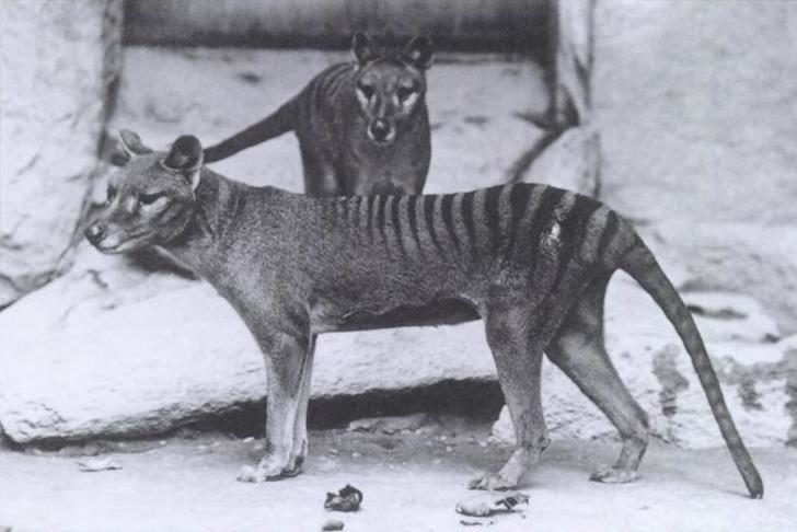 Znanstvenici traže dokaze da tasmanijski tigrovi žive na sjeveru Australije