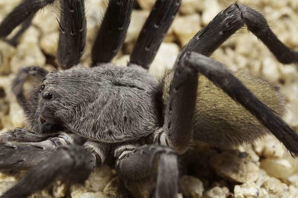 U Kalifornji otkrivena nova vrsta pauka
