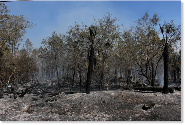Više od 100 požara spalilo velike dijelove Floride