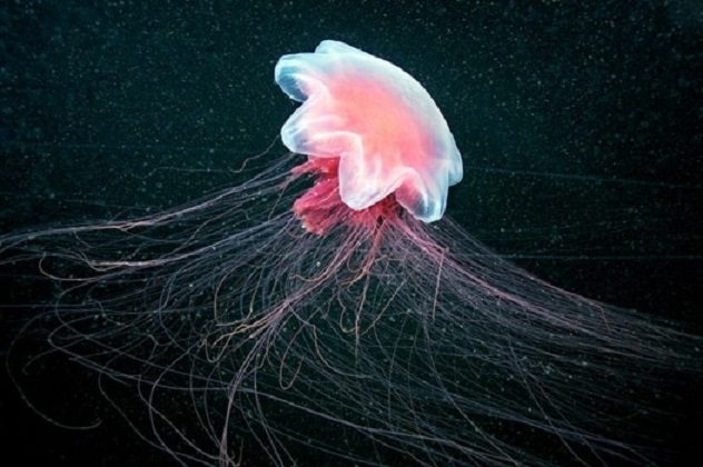 Najstarije životinje na svijetu su.....meduze