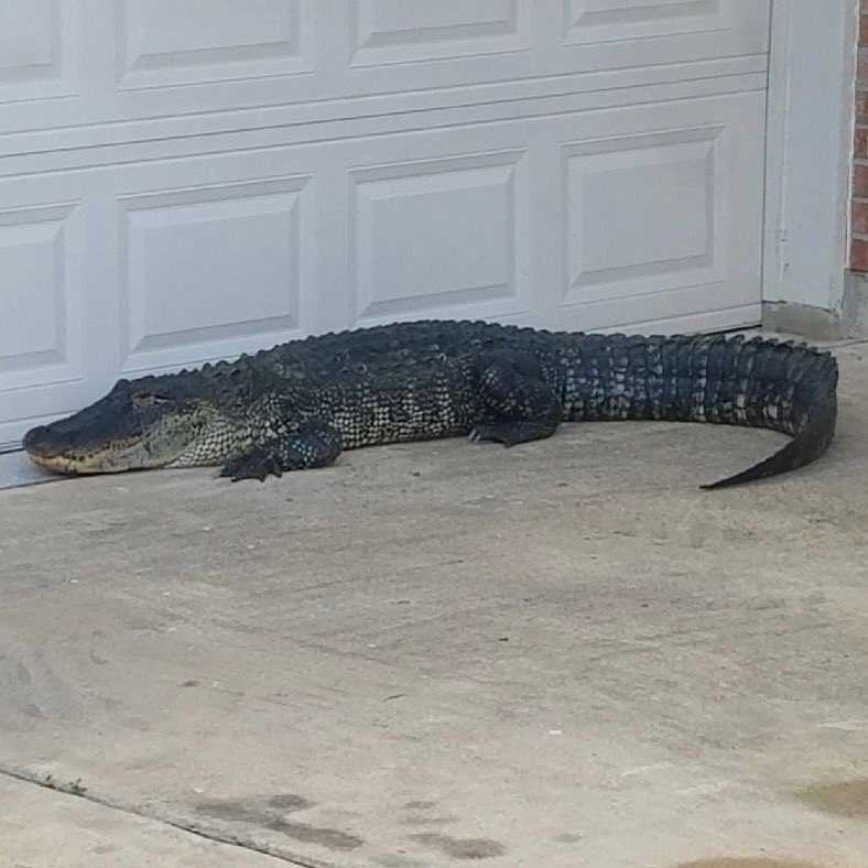 Obilna kiša u Teksasu natjerala krokodile da zaklon traže u blizini obiteljskih kuća