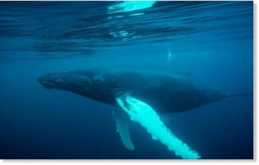 Znanstvenici otkrili da bebe grbavih kitova 