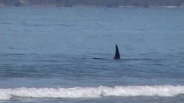Francuska turistkinja se oporavlja na Novom Zelandu nakon napada morskog psa