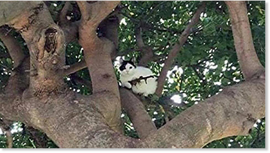 Fatalna mačka: Policija reagovala na prijavu za mačku na drvetu sa 