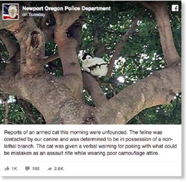Fatalna mačka: Policija reagovala na prijavu za mačku na drvetu sa 