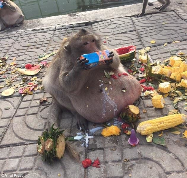 Debeli majmun mora na hitnu dijetu