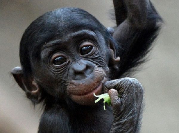 Nova studija otkriva da bonobo majmuni imaju više sličnosti sa ljudskim precima nego sa šimpanzama