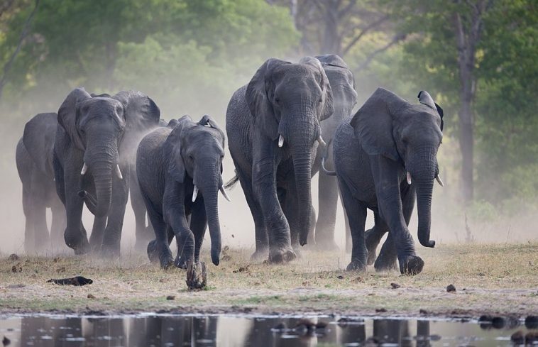 Slonovi, odbjegli iz kenijskog nacionalnog parka, ubili 4 osobe
