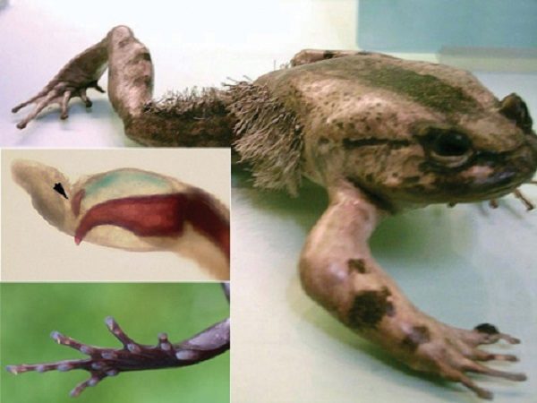 Volverin žaba - lomi vlastite kosti kako bi stvorila oštre kandže