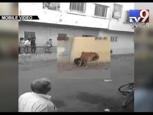 Bijesna krava napala čovjeka u Indiji