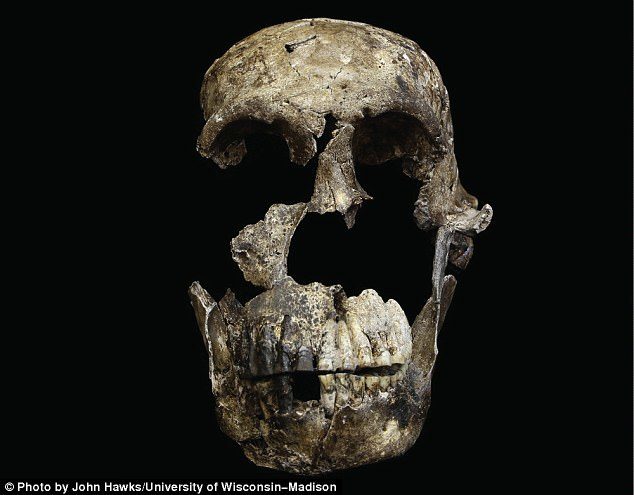 Tajnoviti novi ljudski rođak iznenađujuće mlad: 335.000 godina star fosil Homo naledi transformira naše razumijevanje ljudske evolucije