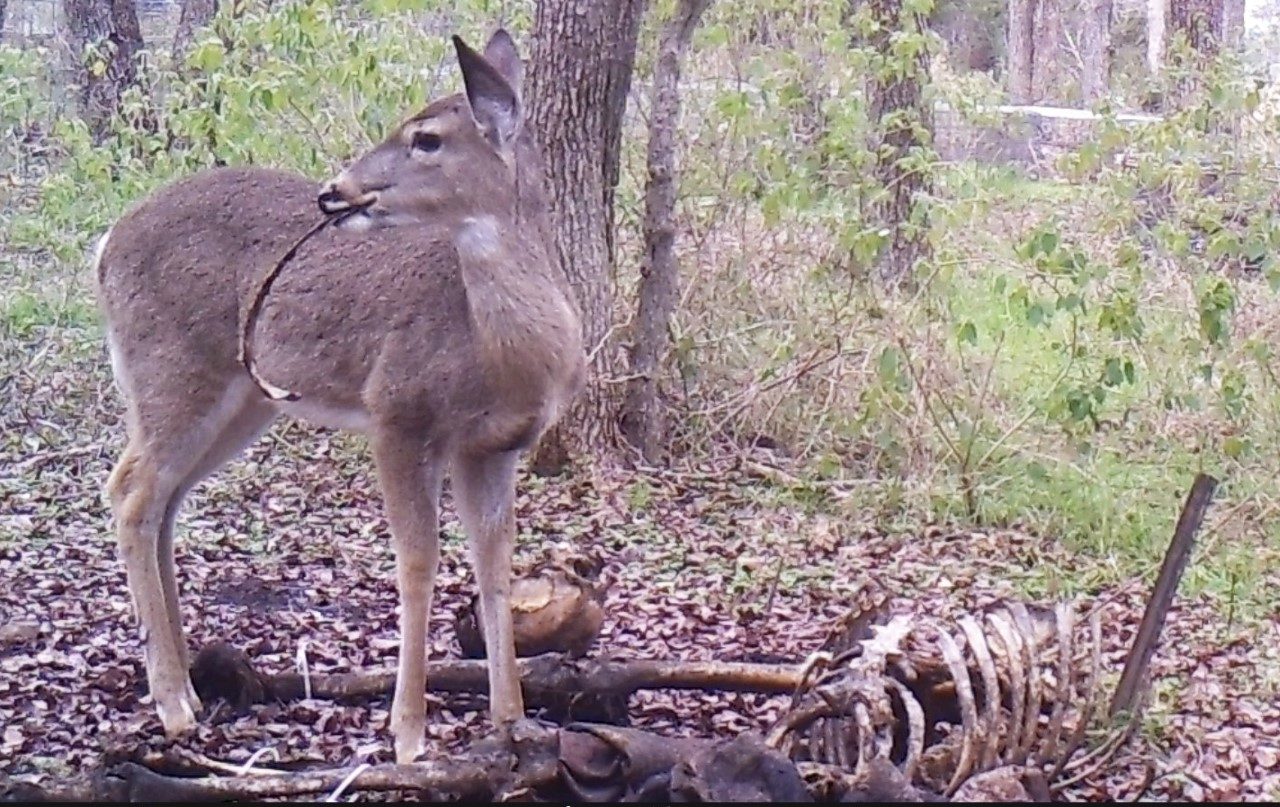 Forenzičari pronašli prvi dokaz jelena kako se hrani ljudskim ostacima