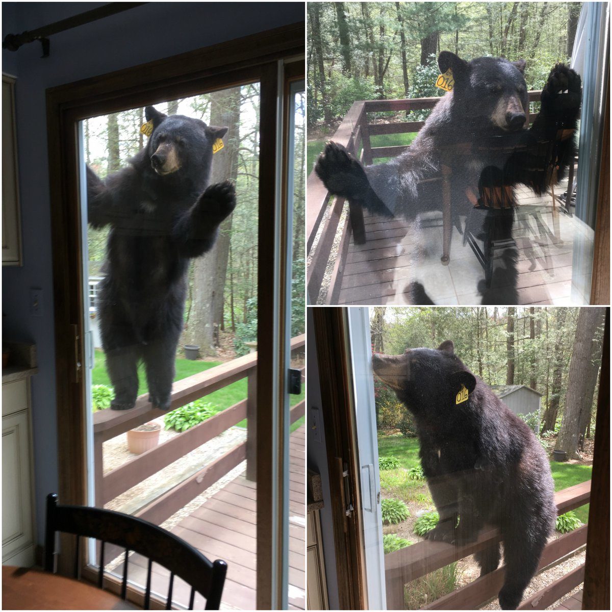SAD: Medvjed pokušao da provali u kuću radi kolača