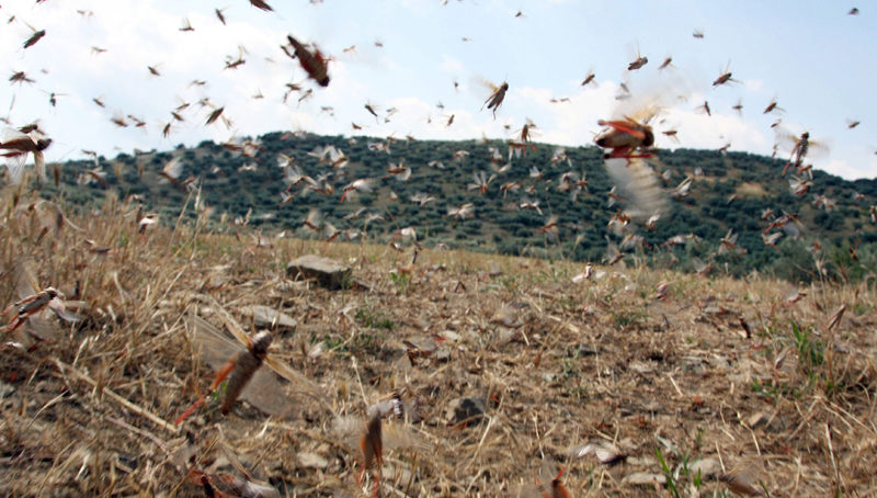 Grčka se bori sa najezdom skakavaca, vanredno stanje na ostrvu Agios Efstratios 