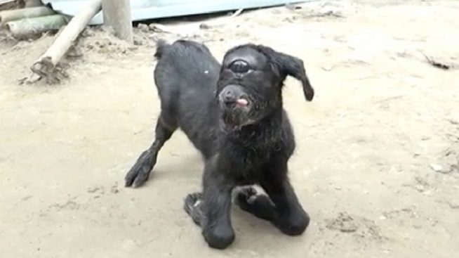 Predznaci: U Indiji rođena koza s jednim okom i bez uha