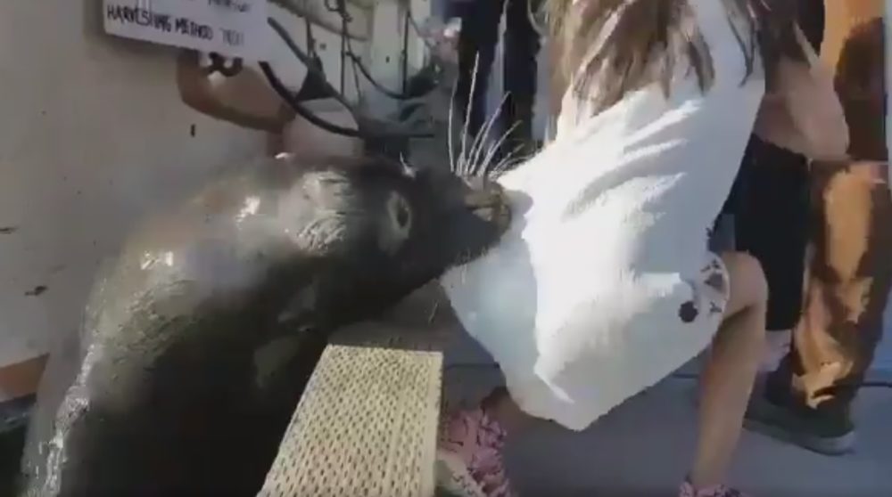 Kanada: Morski lav zgrabio djevojčicu i odvukao je u vodu