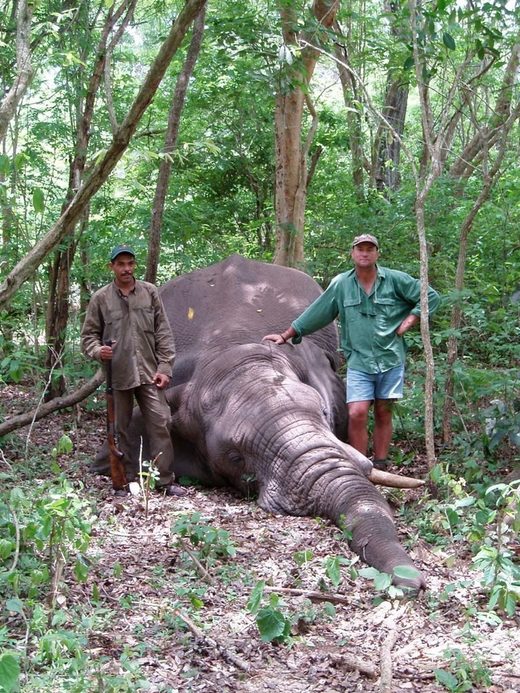 Lovac poginuo kada se ustrijeljena slonica srušila na njega