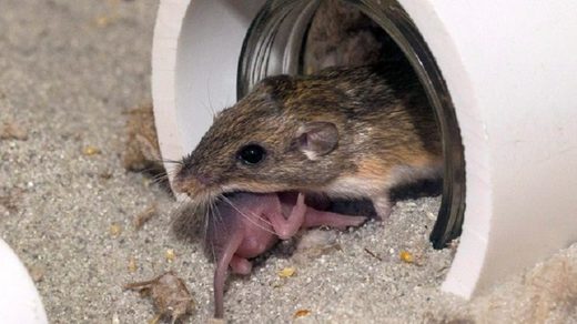 Nakon 9 mjeseci u svemiru sperma miša daje zdravo potomstvo