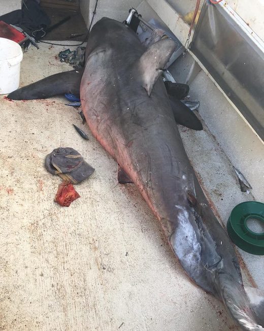 Australijski ribar povrijeđen kada mu je u čamac uskočila bijela ajkula