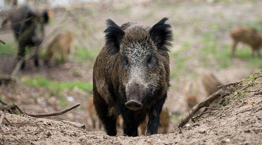 Policija ubila divlju svinju nakon što je pojurila djecu na igralištu u Beču