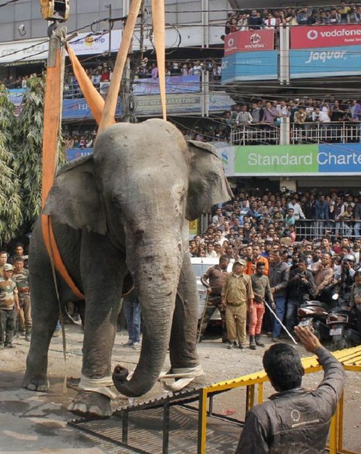 Indija: Nakon što je upao u selo slon ubio 4 osobe