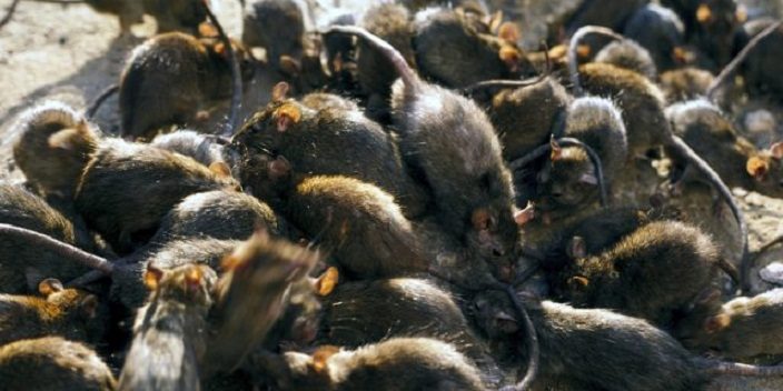 Invazija pacova na sela u Mjanmaru