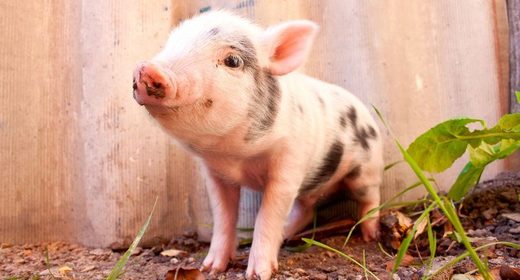 Američka tvrtka uspješno regenerirala kožu kod svinja s opekotinama
