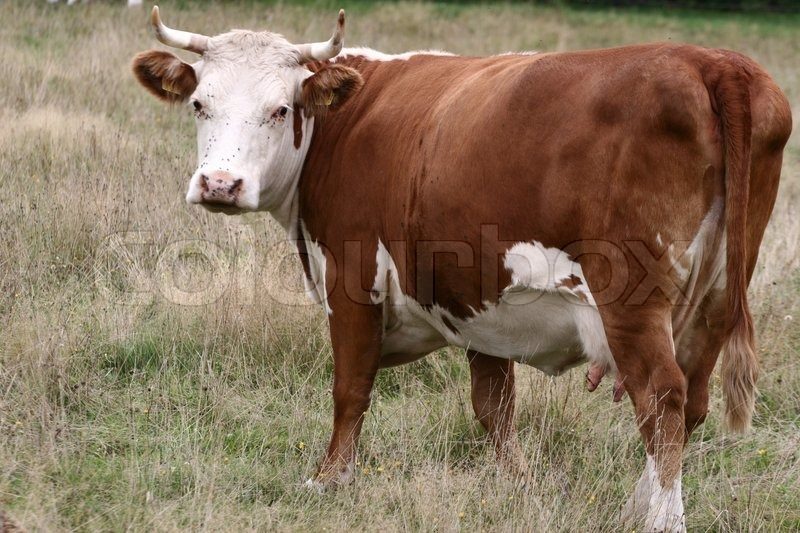 Na izložbi stoke u Danskoj razjarena krava povrijedila 6 osoba