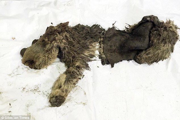 Školarci otkriti 25.000 godina stare ostatke misteriozne „smrdljive zvijeri” u Sibiru