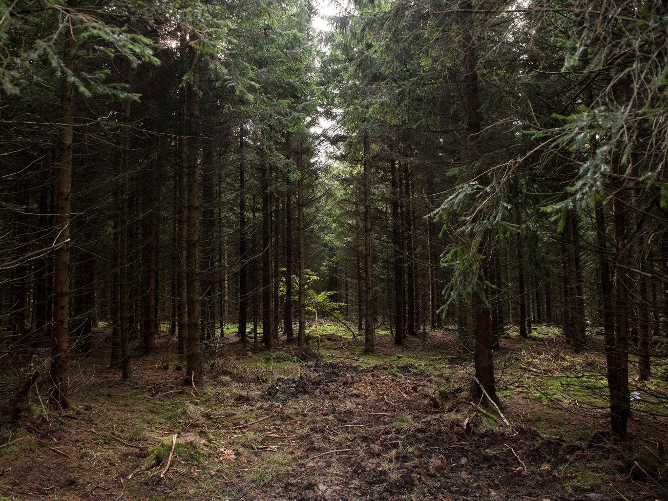 U njemačkim šumama otkriveni kampovi za obuku ekstremističkih paravojnih skupina