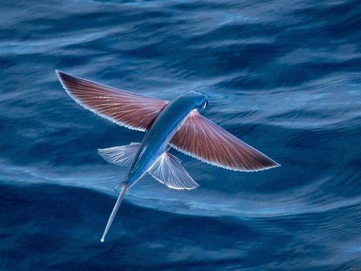 Flying fish