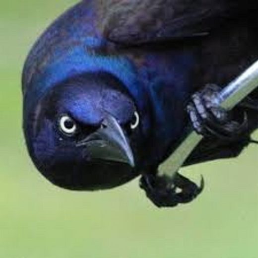 Ratoborna vrana napada poštare u Vankuveru