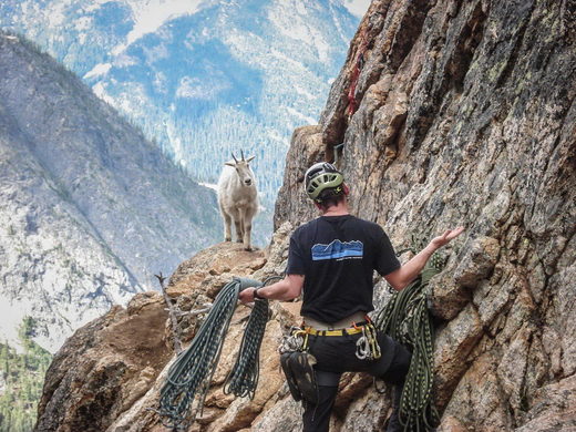 Mountain goat